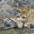 Danski zoo vrt traži male kućne ljubimce da nahrani predatore! Poziv vlasnicima pilića, zečeva i morskih prasića zbog…