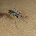 Batut: Do 3. avgusta registrovano šest slučajeva groznice Zapadnog Nila