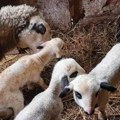 Блаце ово не памти: У селу Попови овца Бела трипут се ојагњила у недељу дана