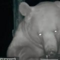 (Video) Medvedi biraju najskuplje: Turski pčelar otkrio da životinje imaju vrhunski ukus