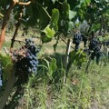 Berba grožđa u Sremskim Karlovcima - vrućina ubrzala radove, ali donela i brojne izazove