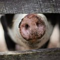 Direktorat za nuklearnu sigurnost učestvuje u suzbijanju širenja afričke kuge svinja u Srbiji