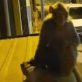 Došli naši u Izmir, u Tursku, kad na kontejneru sedi majmun?! Kroz prozor ga nude mandarinom ali ovome se nisu nadali! (video…