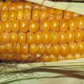 Suša pogodila poljoprivredne proizvode – proizvodnja kukuruza će biti loša