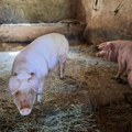 Milovana svinja ujela za genitalije: Odbranio sam se udarajući je po glavi
