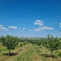 Prodaje se plac u Ritopeku! Za sve ljubitelje Dunava ovo će biti pravi izbor: Veliki voćnjak na 8 ari s pogledom na reku