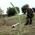 Kiša smanjila koncentraciju polena ambrozije - alergični i dalje imaju tegobe