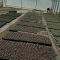 Proizveli i prodali više hiljada sadnica povrća: Zbog ovoga domaćice hvale rasad srednjoškolaca iz Šapca