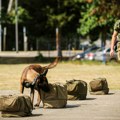 Nemački ovčar 500 dinara, labrador 2.000: Vojska Srbije prodaje suvišne i rashodovane pse po ovim cenama