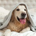 U kući ili u dvorištu - veterinari konačno otkrili gde pas treba da spava