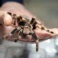 Tarantule skrivene u kutijama keksa: Zaplena na aerodromu u Kelnu, životinje stradale zbog nehumanih uslova