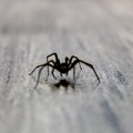 "Zatvarajte prozore noću tokom avgusta i budite oprezni" Stručnjaci upozorili na sve veći broj "lažnih crnih udovica" i njihov…