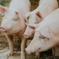Smene odgovornih za širenje afričke kuge: Situacija ozbiljnija nego pre nekoliko nedelja, virus je opasan