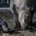 Veselje u Indoneziji zbog rođenja ugroženog sumatranskog nosoroga
