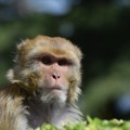 Majmun povredio muškarca, posle mesec dana se saznalo da ima "virus B" Tada je počeo da se bori za život