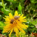 Danas je Svetski dan pčela