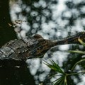 Prijavljen „krokodil“ u Nišu, ispostavilo se da je prepariran