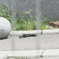 Otkriven identitet osumnjičenog za ranjavanje vlasnika "Džerija" na Novom Beogradu: Nedaleko od mesta napada pronađeno i…