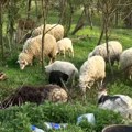 Paradoks srpskog ovčarstva: za šišanje 450, za vunu 35 dinara – kako uzgajivači da zarade