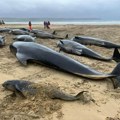 Najveće nasukavanje kitova u istoriji britanske obale: Šta je zapravo merilo jedne tragedije?