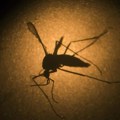 Ruski general optužuje Pentagon: NIje slučajno da se interesuju za komarce i krpelje koji prenose infekcije