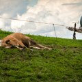 Misteriozan pomor krava u Hrvatskoj: Veterinarski institut tvrdi jedno, vlasnik stoke drugo - ko je u pravu?