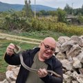 Nešto se čudno dešava sa zmijama! Ljudi u dvorištu pronalaze čitava legla, viđene i na snegu, a to tek nije dobar znak!