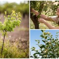 Ova biljka živi 100 godina, a donosi ekstra zaradu! Dejan otkriva kako je moguće uzgajati egzotično drvo i zarađivati…
