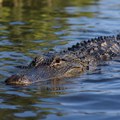 Aligator uvukao ribolovca u vodu i usmrtio ga: Tragedija na Floridi