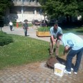 Nova najava o uništavanju komaraca u Leskovcu koje nikako da unište