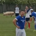 Sad svinja prekinula utakmicu (video)