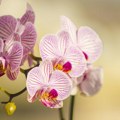 3 Razloga zašto vam orhideja ne cveta: Obratite pažnju da li pravite ove greške, rešenje je jednostavno i neće koštati…