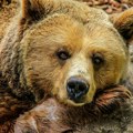 Mrki medved posetio Obedsku baru i vratio se na Cer