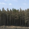 Požari na području Vranja stabilizovani, u toku gašenje aktivnih požara