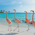 "Supermodel u ptičijem svetu": Zašto su flamingosi ružičasti