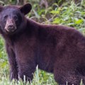 Medved ulepšao dan ljudima na mrežama: Pogledajte u čemu uživa - video je hit