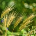 "Detetu mlađem od godinu dana vadili smo popino prase iz krajnika": Sekund nepažnje u prirodi može biti koban