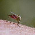 Virus Zapadnog Nila širi se Srbijom: „Batut“ objavio nove podatke, raste broj obolelih