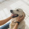 Dodir psa može da vas zaštiti od stresa koji tek dolazi