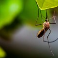 Хрватска под најездом комараца, у Вуковару траже проглашење елементарне непогоде