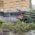 Koprivić nije odoleo, ali to nije njegov kraj: Seme stabla starog vek i po, koga je polomila oluja, biće posađeno po Novom…