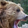 Medved napao pastira, psi čuvari ga oterali: Drama kod sela Drenovci