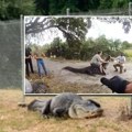 Nenajavljeno "posetio" školu na Floridi: Pogledajte akciju hvatanja aligatora od 4 metra