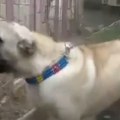 Ova rasa pasa ima najjači ugriz Drže se i u posebnim kavezima, a u ovoj zemlji je posebno zabranjena