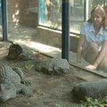 Krokodili – savršeni predatori
