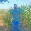 Slabiji prinos kukuruza u Pomoravlju zbog suše