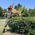 Opasne zverke Vojske Srbije: Pogledajte kako izgleda obuka vojnih službenih pasa za specijalna dejstva (foto)