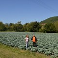 Pešići u Rutošima proizvedu 30 tona kupusa