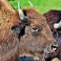 Uginuo bizon Đuka sa Fruške gore, iz Nacionalnog parka još uvek bez zvaničnih informacija
