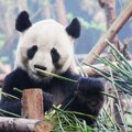 Кина: Зоолошки врт оптужен за лажно оглашавање јер је фарбао псе као панде